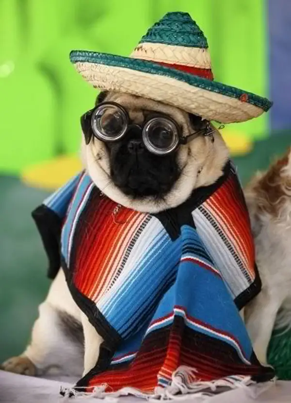A Pug wearing a mexican outfit