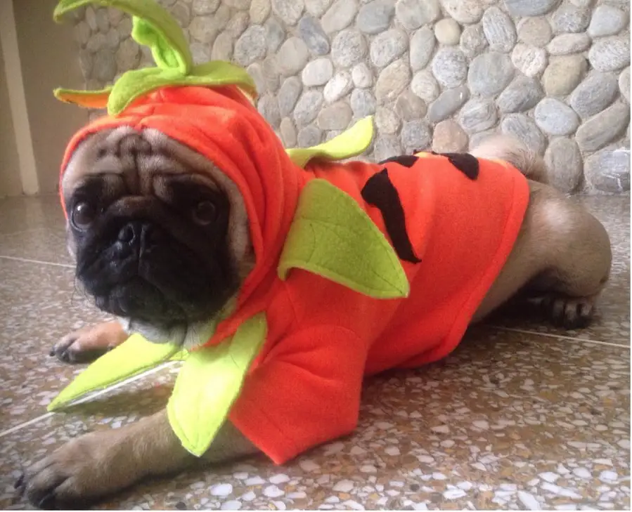 A Pug lying on the floor in its pumpkin costume
