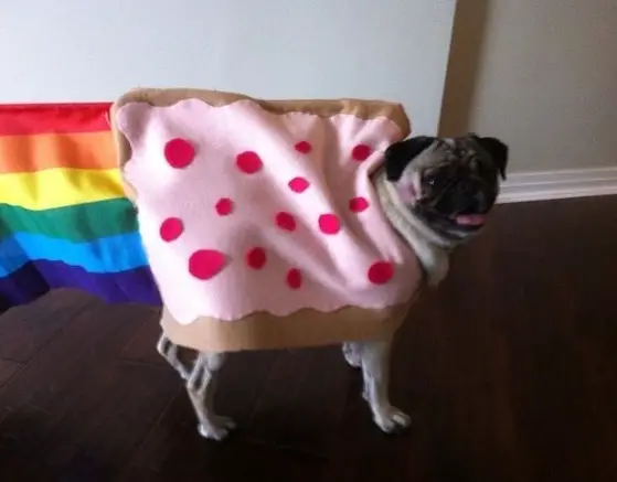 A Pug in rainbow costume standing on the floor