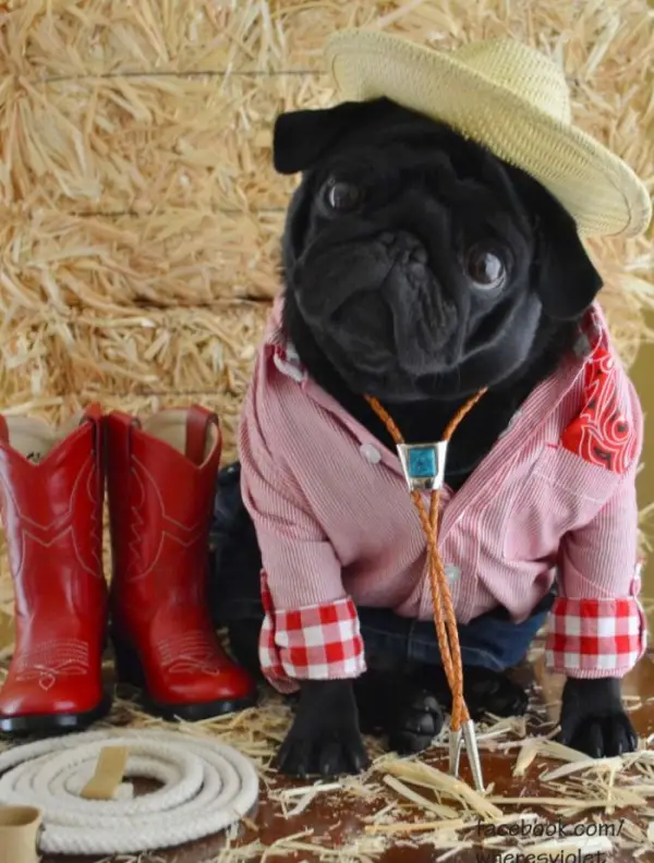 A Pug in her cowgirl costume sitting on a table with bale of hay behind her