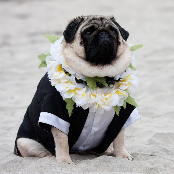 A Pug in its groom costume with flower garland around its neck while sitting in the sand