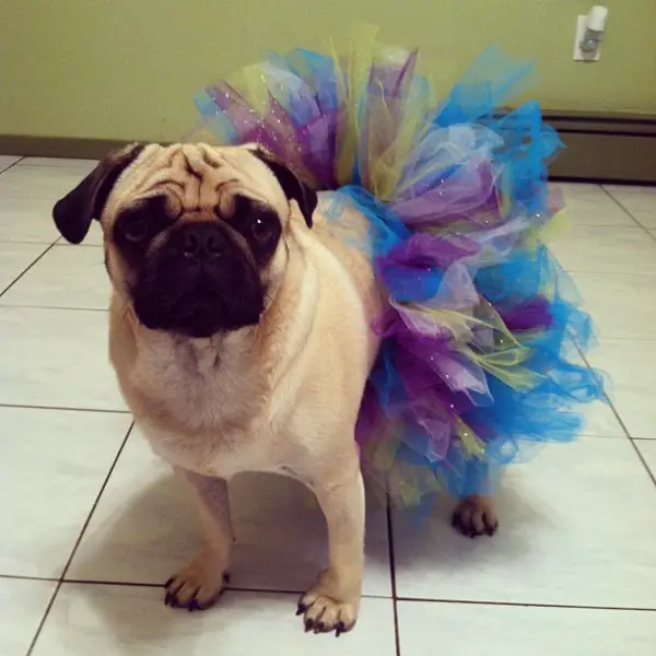 A Pug wearing a purple, blue, and yellow tutu standing on the tiled floor