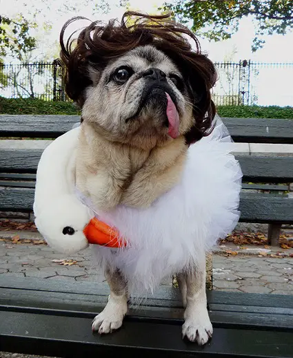 A Pug in swan dress while standing on top of the bench
