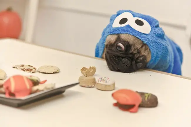 A Pug in cookie monster costume while getting the cookies in the table