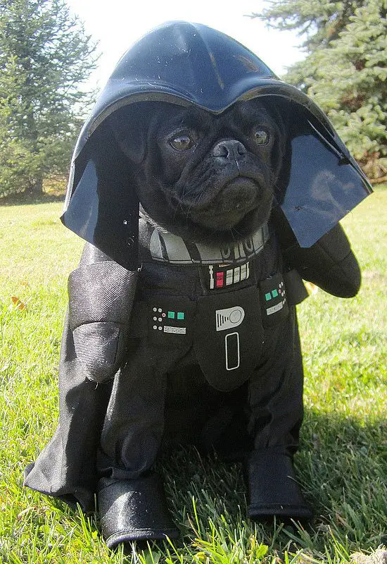 A Pug sitting on the grass in its Darth costume