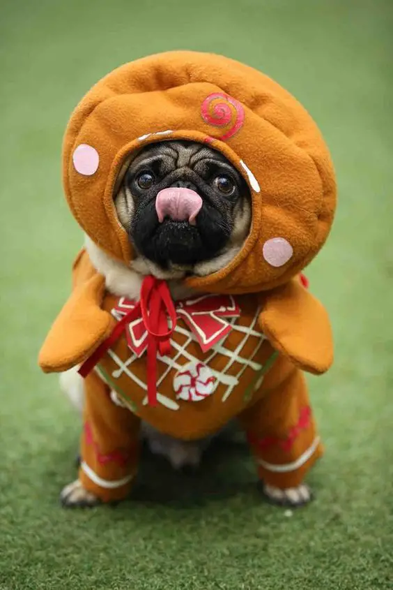 A Pug wearing a Christmas cookie costume while sitting on the green grass