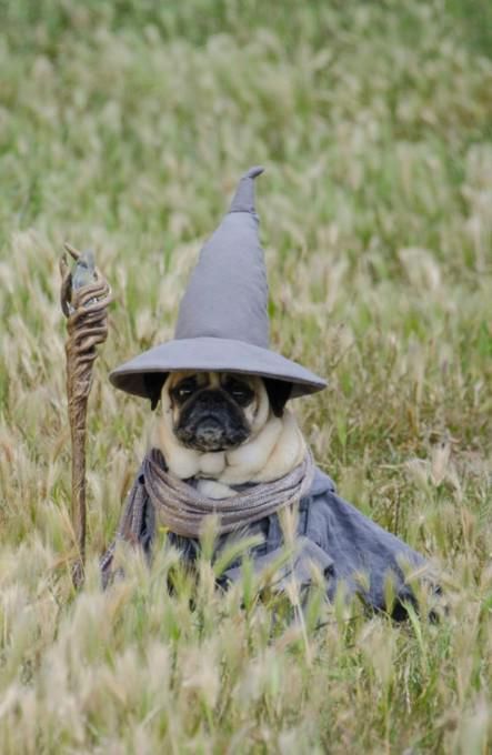 A Pug in its witch costume while sitting in the grass field