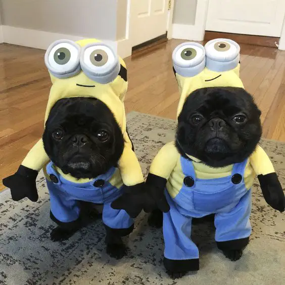 two Pugs wearing minion costumes while sitting in the carpet