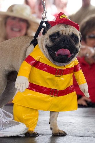 A Pug standing on stage in tis McDonald's costume