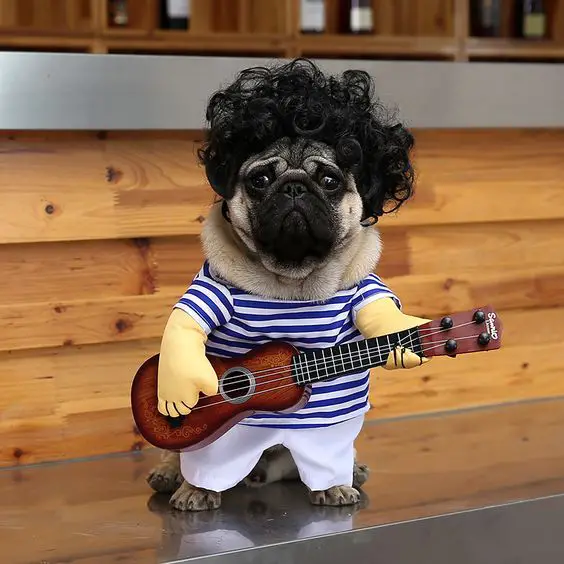 A Pug standing on top of a stainless table in its guitarist costume