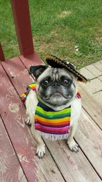 A Pug wearing a Mexican outfit while sitting in the front porch