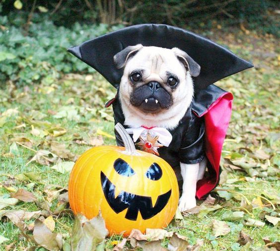 A in its Dracula costume sitting in the grass with fallen dried leaves behind a Halloween Pumpkin