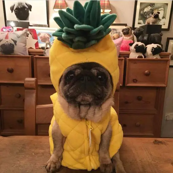 A Pug sitting on top of the table in its pineapple costume
