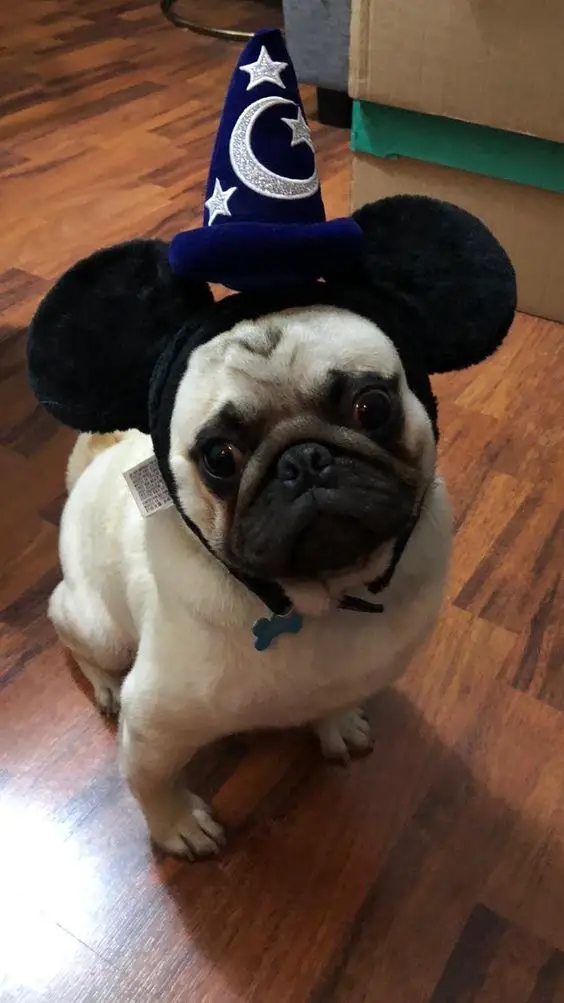 A Pug in its mickey mouse sorcerer costume while sitting on the floor