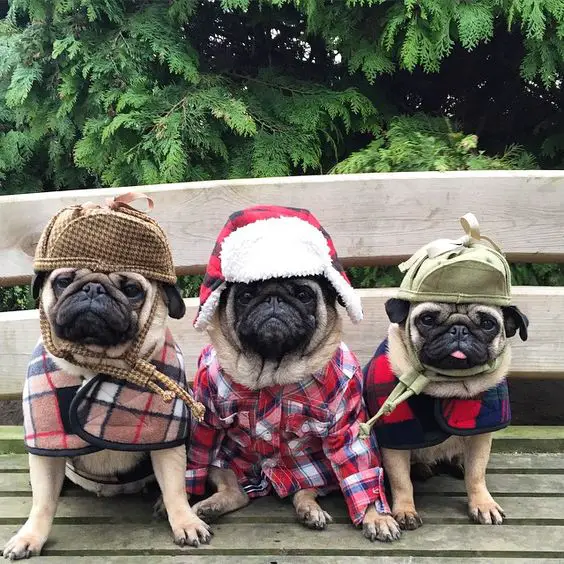 three Pugs sitting on the bench in their winter costume