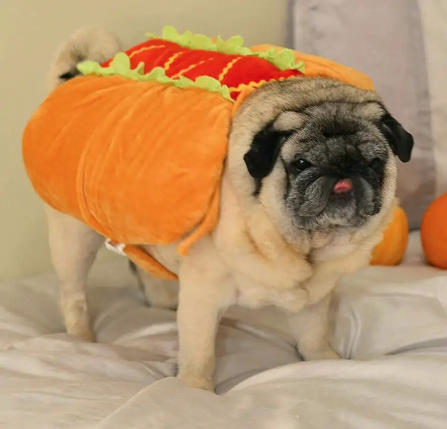 Pug standing on the bed in its hotdog costume