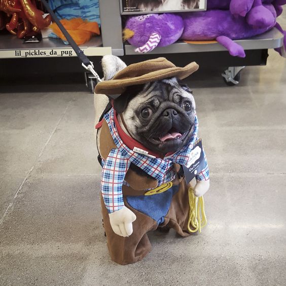 A Pug in woody costume while sitting on the floor