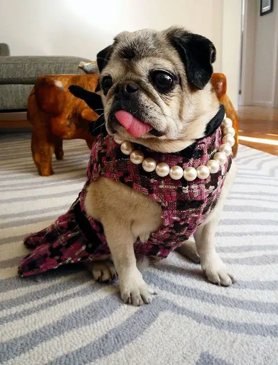 Pug wearing a pink dress and pearl necklace around its neck while sitting on the carpet