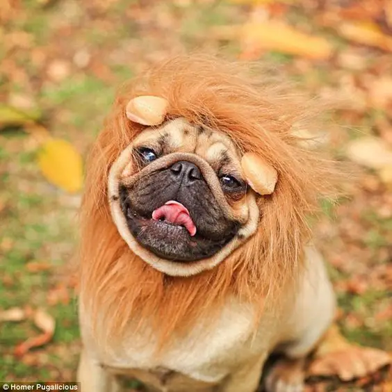 A Pug in lion costume while sitting on the grass