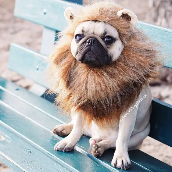 A Pug in lion costume while sitting on the bench