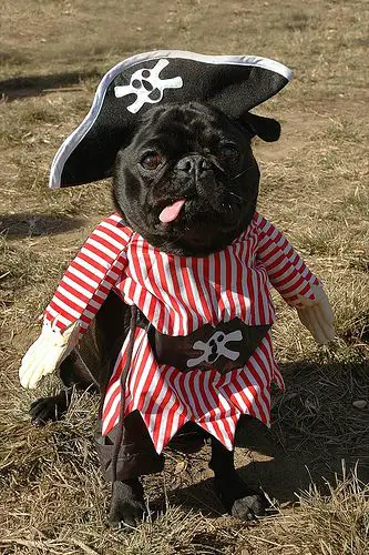 Pug in its pirate costume while standing in the grass