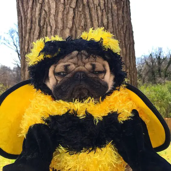 A Pug under the tree in its bee costume and grumpy face
