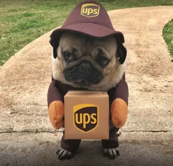 A Pug sitting on the concrete pathway in its Ups deliver guy costume