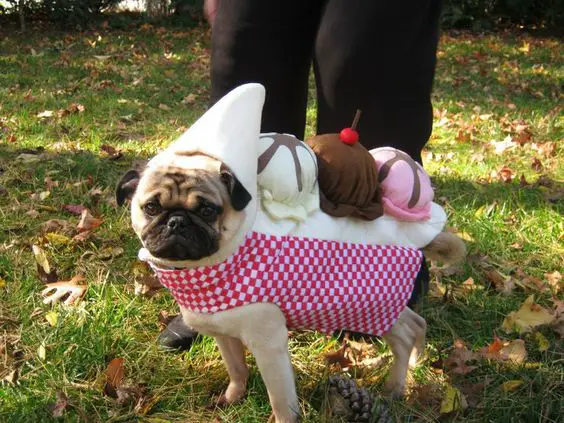 Pug wearing a banana split costume while standing in the grass