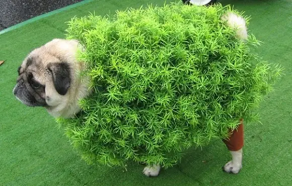 A Pug in shrub costume while standing in the grass