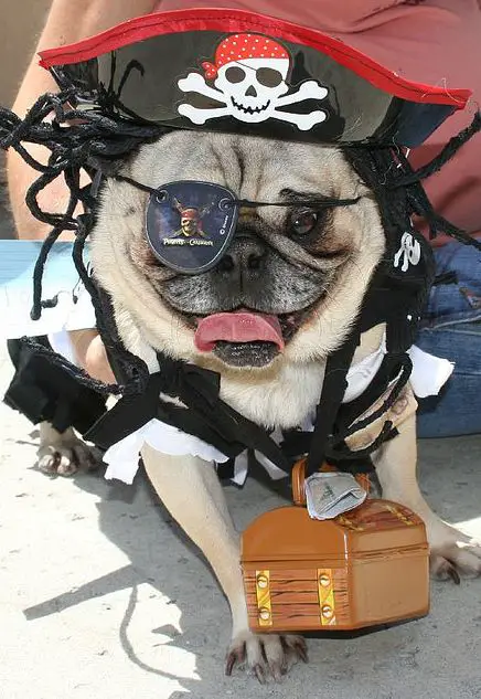A Pug wearing a pirate costume while sitting on the concrete floor with its owner behind him
