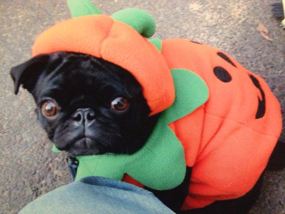 A Pug sitting on the ground while wearing a pumpkin costume