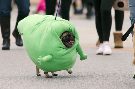A Pug walking in the street in its big green mango costume