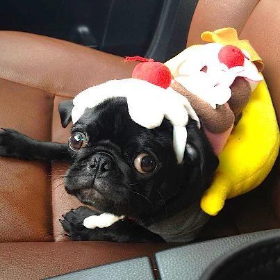A Pug sitting in the passenger seat while wearing a banana split costume