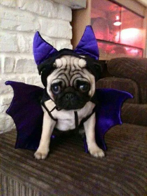 A Pug in its bat costume while sitting on top of the couch
