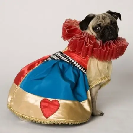 A Pug in queen costume while sitting on the floor and looking back