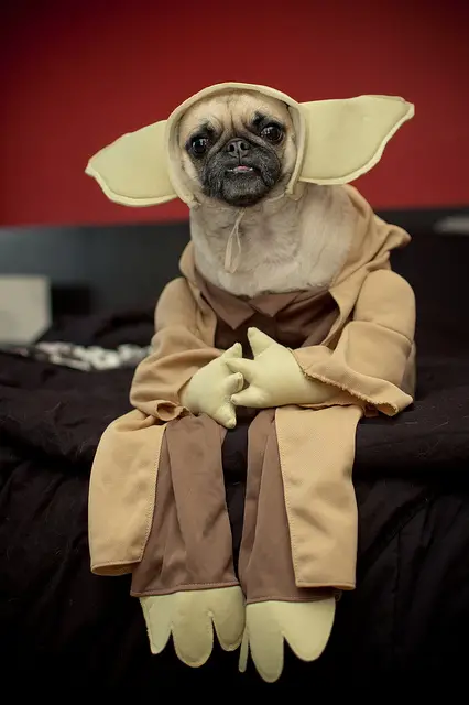 A Pug wearing Yoda costume while sitting on the edge of the bed