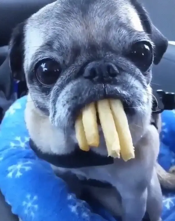 Pug sitting inside the car with french fries in its mouth