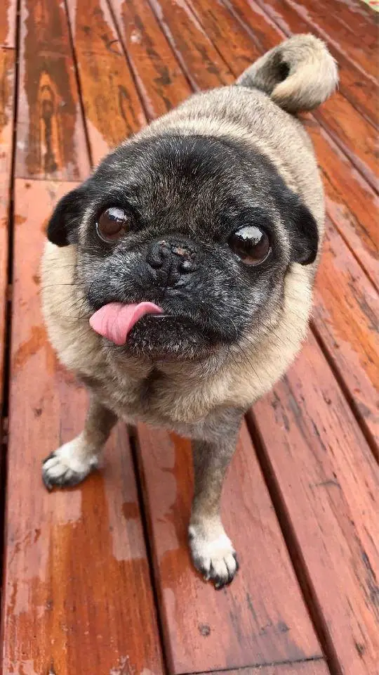 Pug standing on a wet wooden floor with its tongue sticking out on the side of its mouth