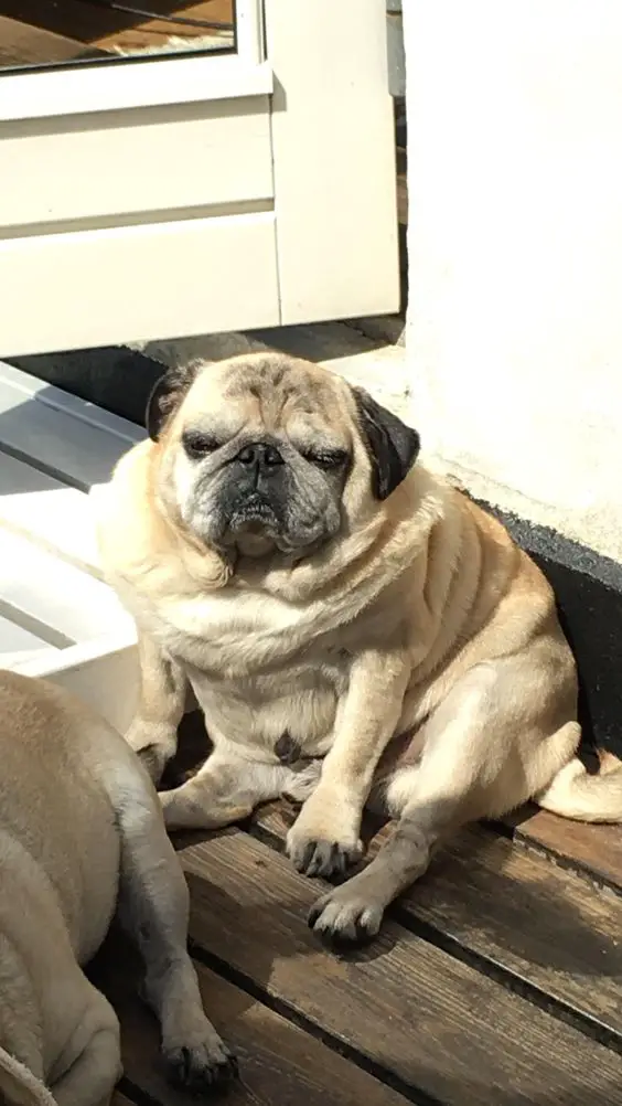 chubby Pug sitting on the wooden floor under the sun with its grumpy face