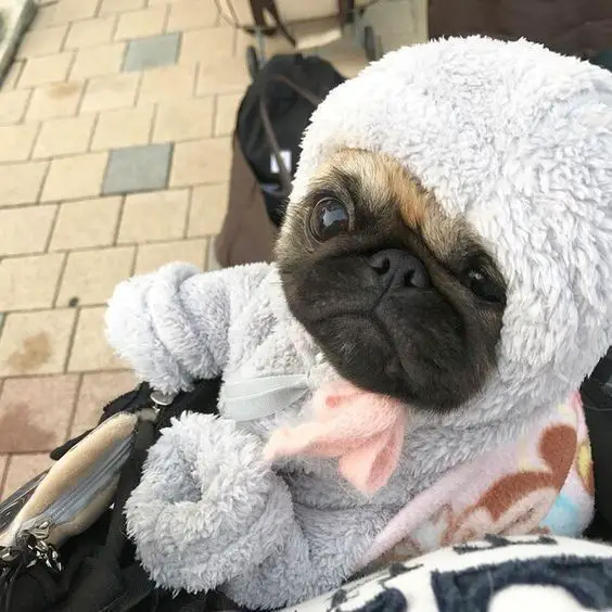 Pug wearing a hooded fluffy gray jacket