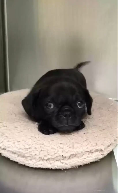 Pug puppy lying on its bed while looking up with its adorable eyes