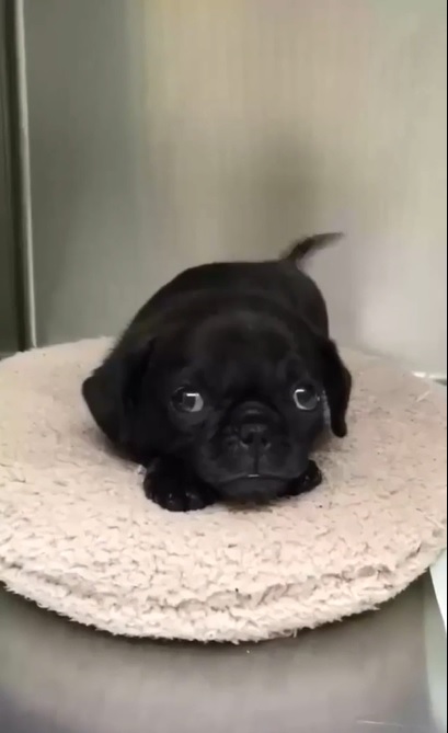 Pug puppy lying on its bed while looking up with its adorable eyes