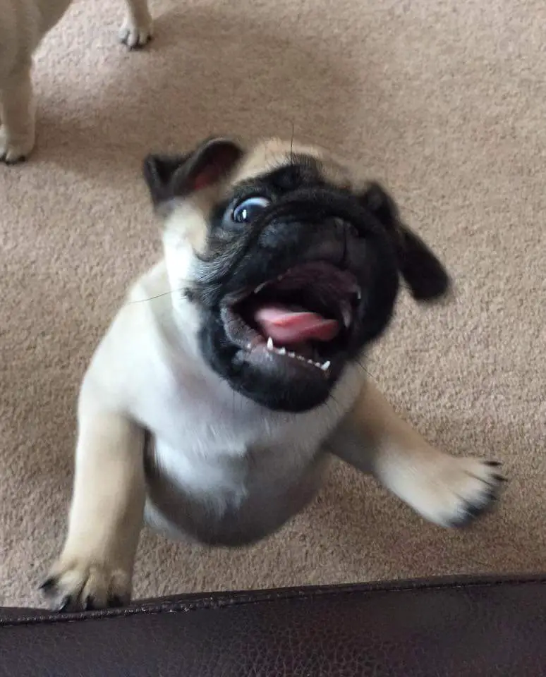 Pug standing up on the floor with its big eyesand mouth wide open.