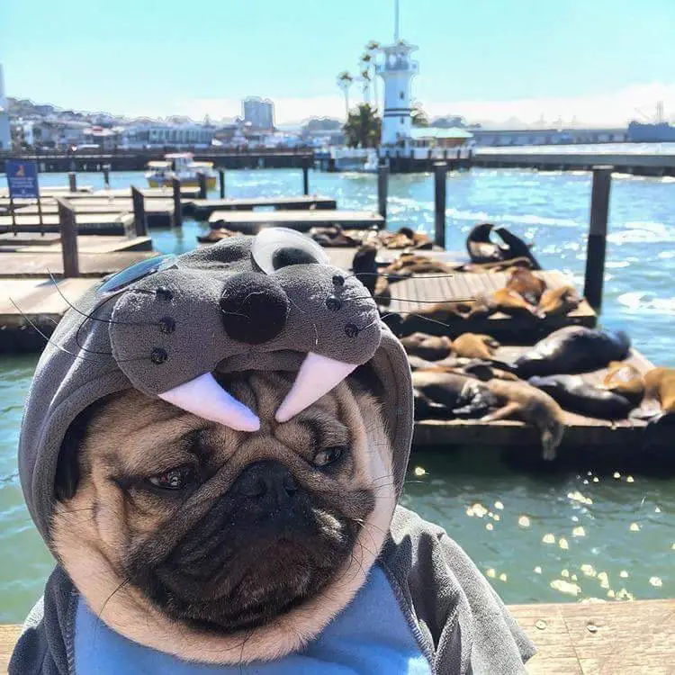 Pug wearing a seal costume at the port