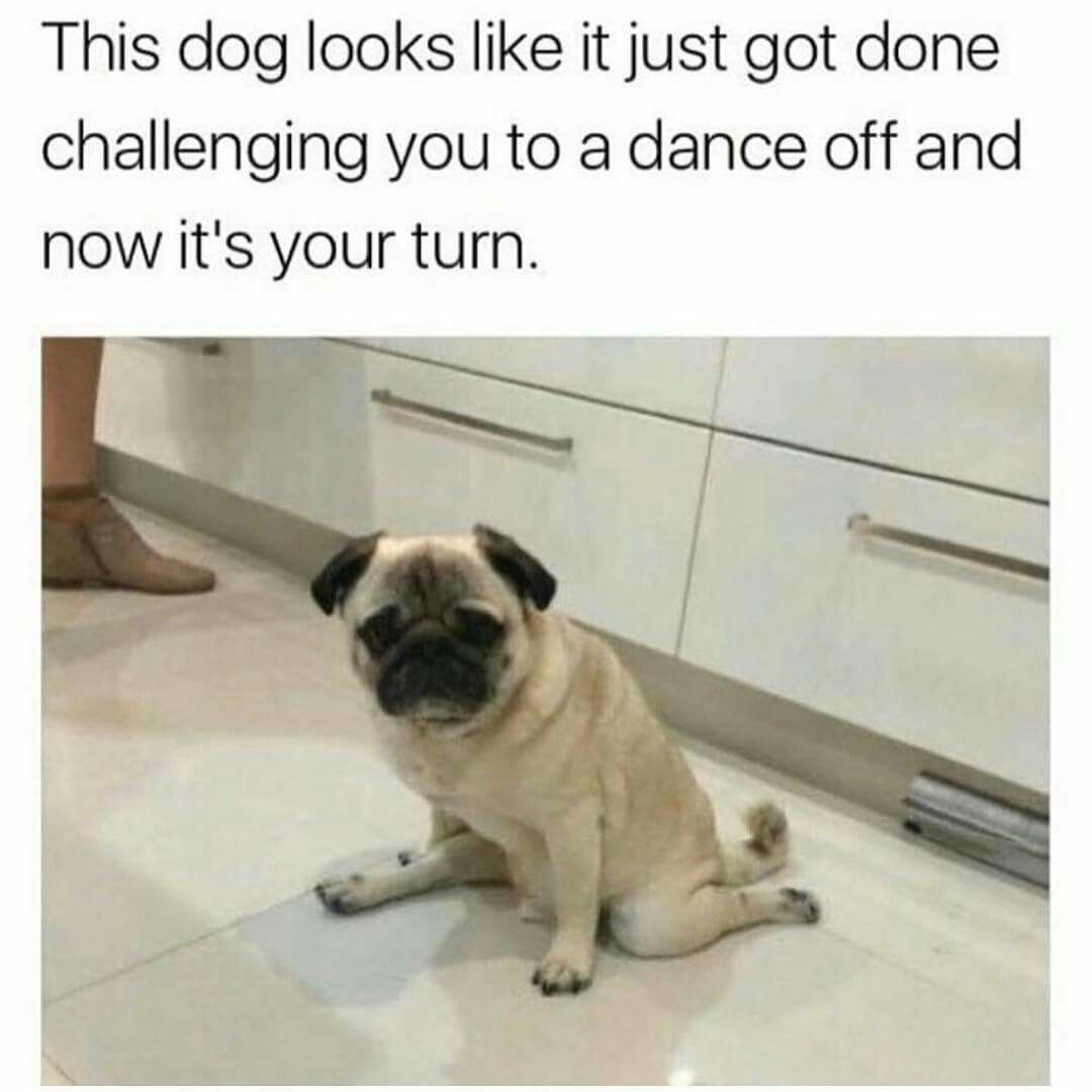 Pug splitting on the floor photo a caption 