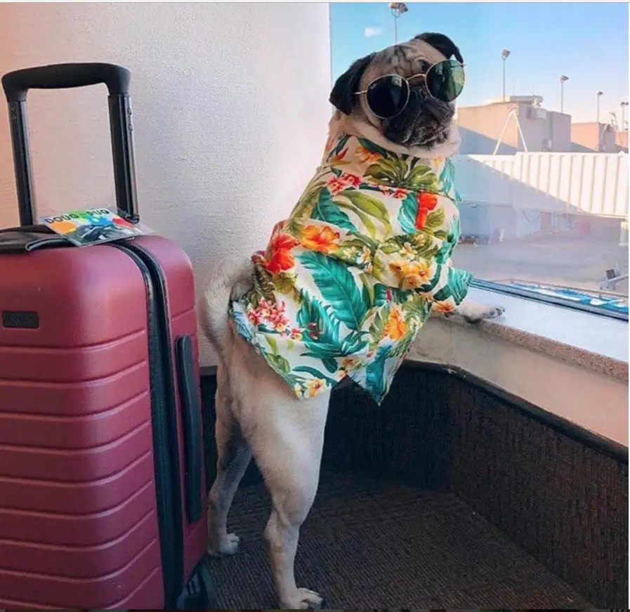 A Pug leaning towards the glass wall in its summer polo and sunglasses with a suitcase behind him