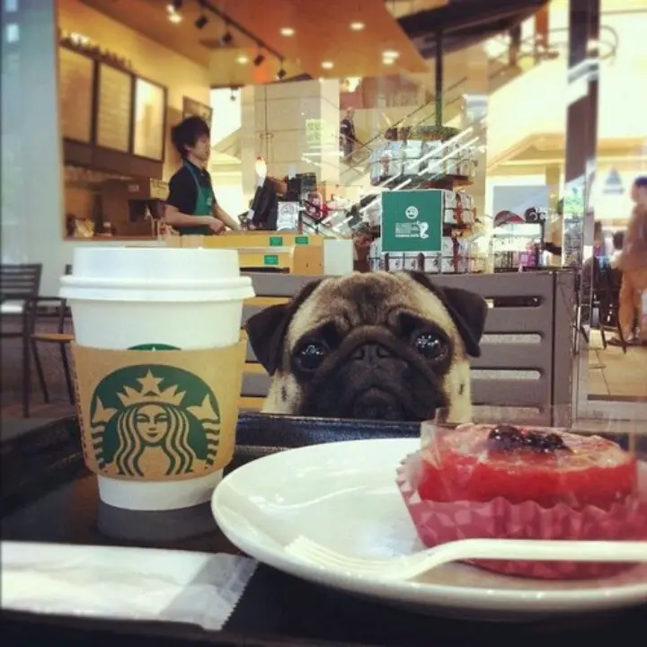 Pug sitting across the table while staring at the coffee and cake on the plate with its sad begging eyes