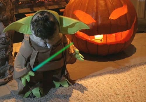 pug dog in yoda costume with a big halloween pumpkin behind it