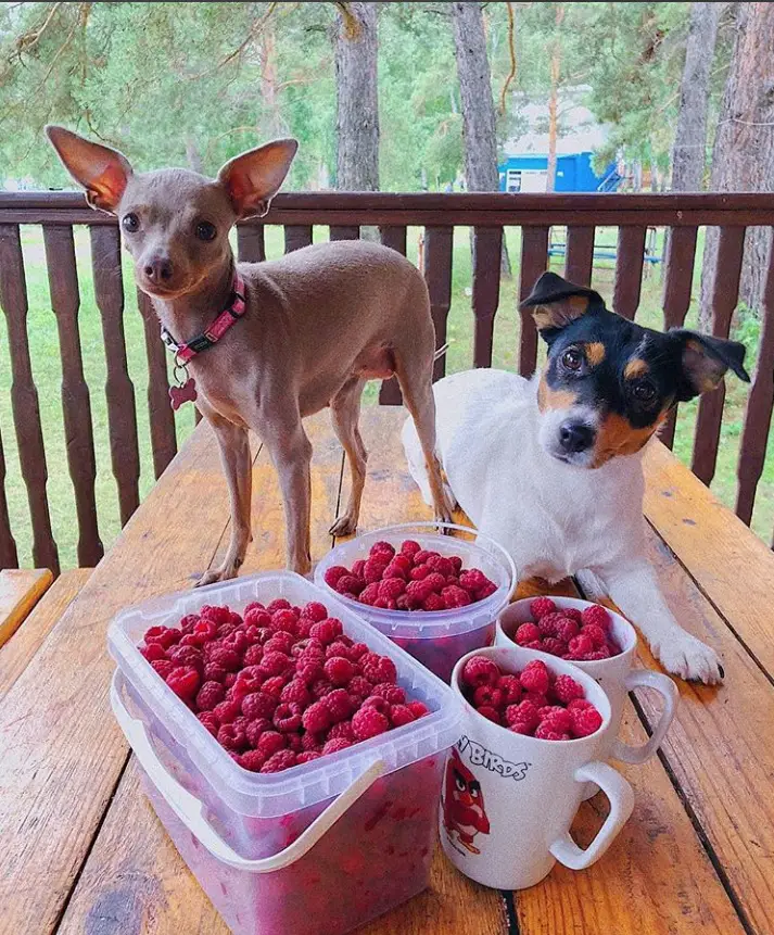 A Jack Russell Terrier lying on top of the table next to a chihuahua standing on the table behind the harvested raspberries