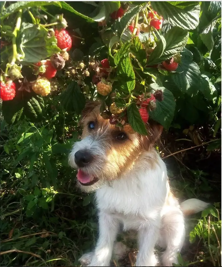 A Jack Russell Terrier sitting on the grass under the raspberries hanging on its branch